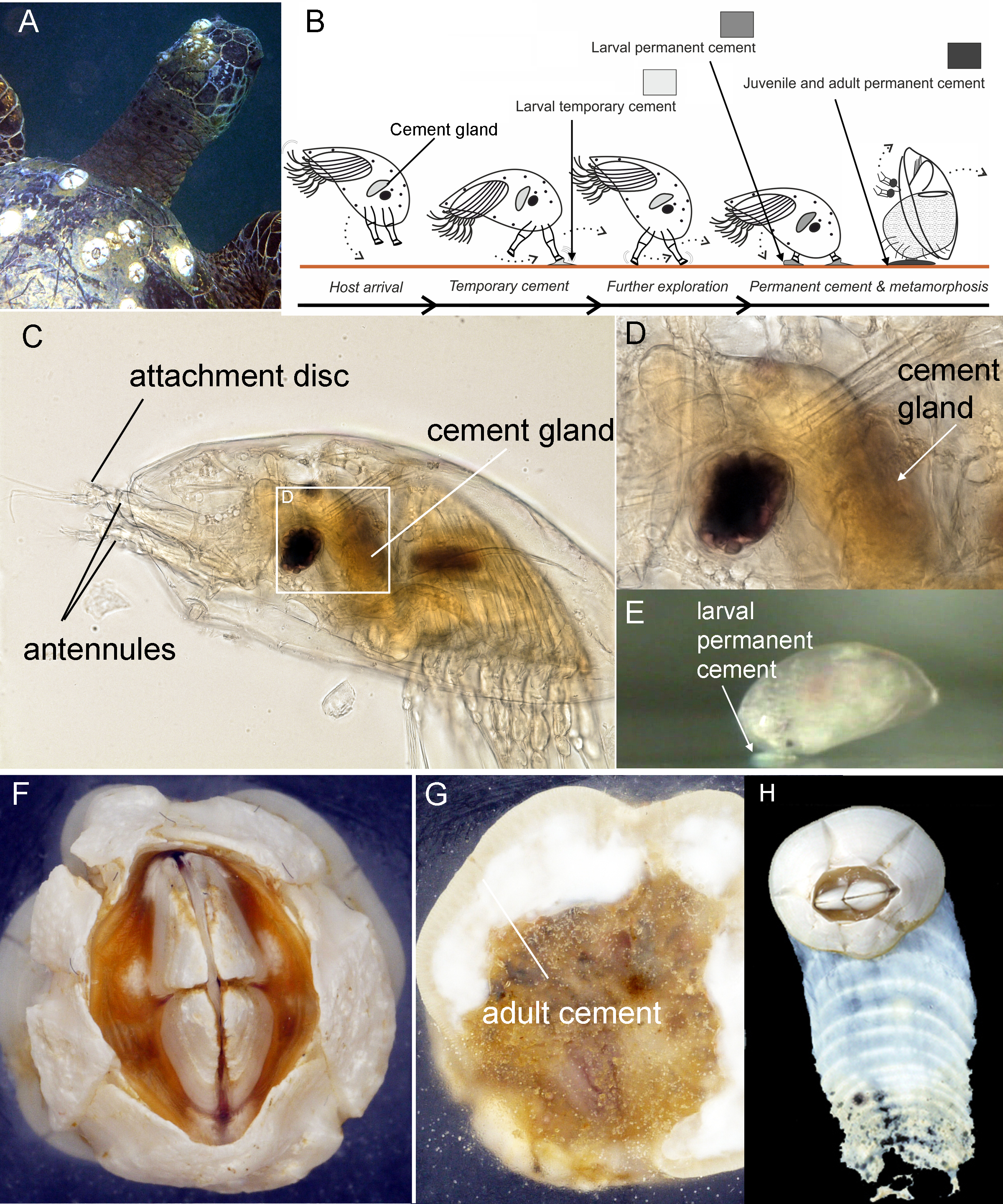 Gene co-option, duplication and divergence of cement proteins underpin the evolution of bioadhesives across barnacle life histories